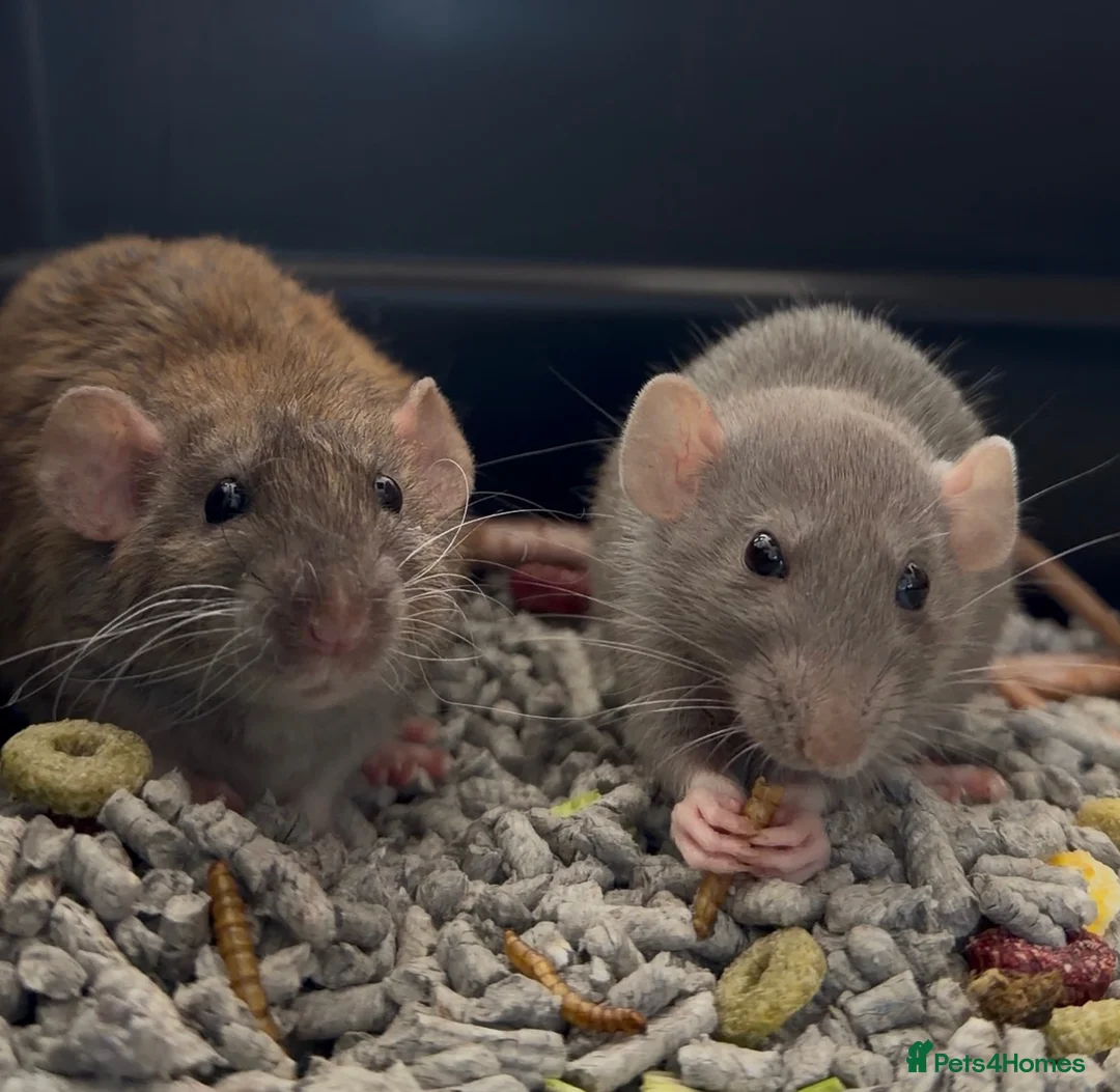 Rat rodents for sale: 3 sweet girls with cage etc. all new!  in Littlehampton - Advert 2