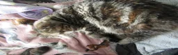 Exotic cats for sale: Beautiful Exotic female kittens Ready Now - Advert 20