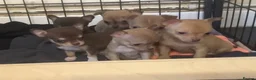 Chihuahua dogs for sale: CHIHUAHUA PUPPIES 3 only available now  - Advert 7