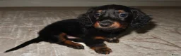 Miniature Dachshund dogs for sale: Miniature dachshund puppies - Advert 3