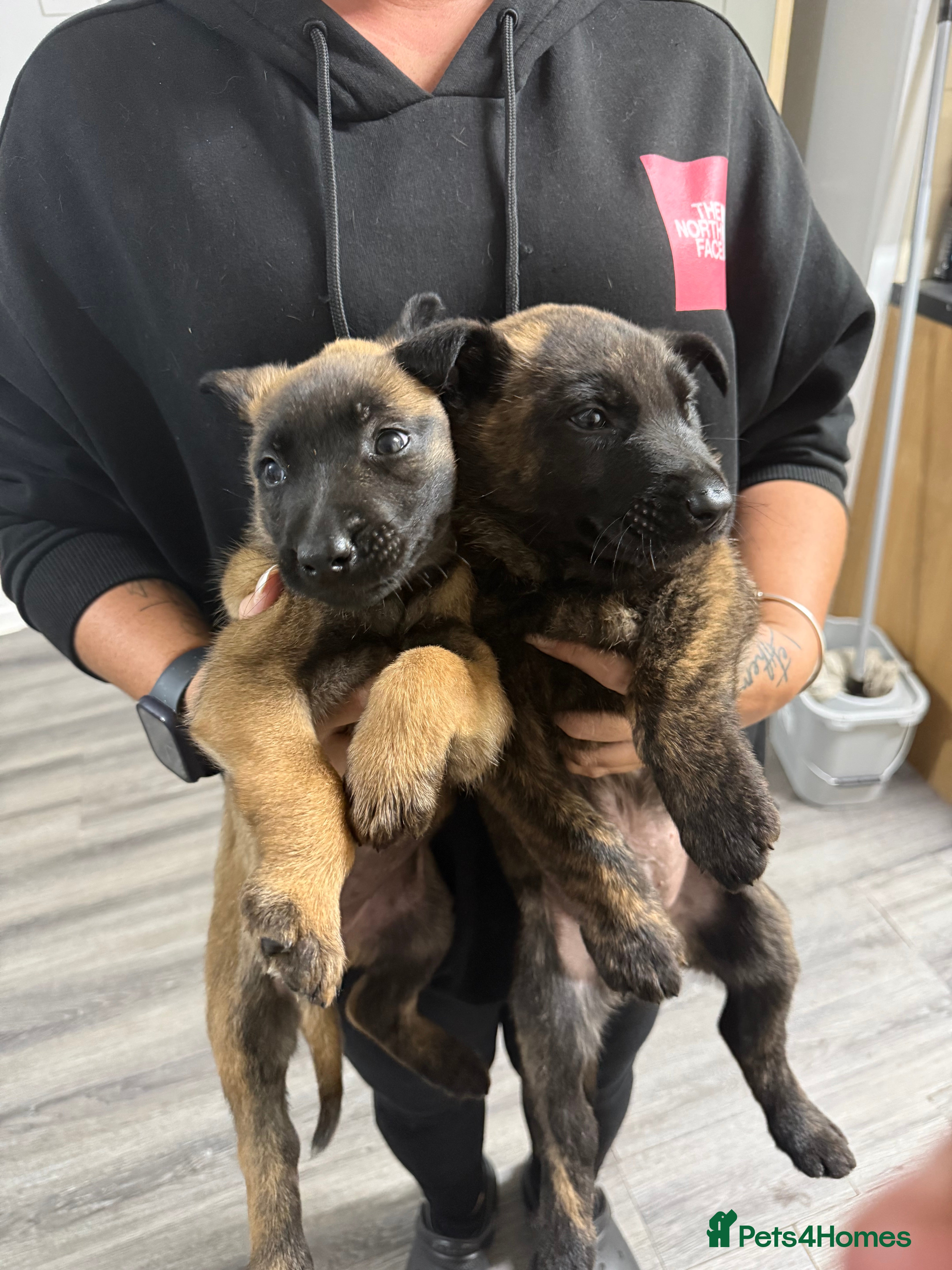 Belgian Shepherd Dog dogs Belgian Mali Pups - Advert 2