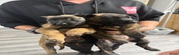 Belgian Shepherd Dog dogs for sale: Belgian Mali Pups - Advert 1