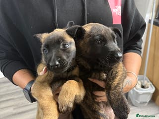 Belgian Shepherd Dog dogs Belgian Mali Pups - Advert 2