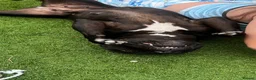 Staffordshire Bull Terrier dogs for sale: Kyla nearly 6 years old  - Advert 2