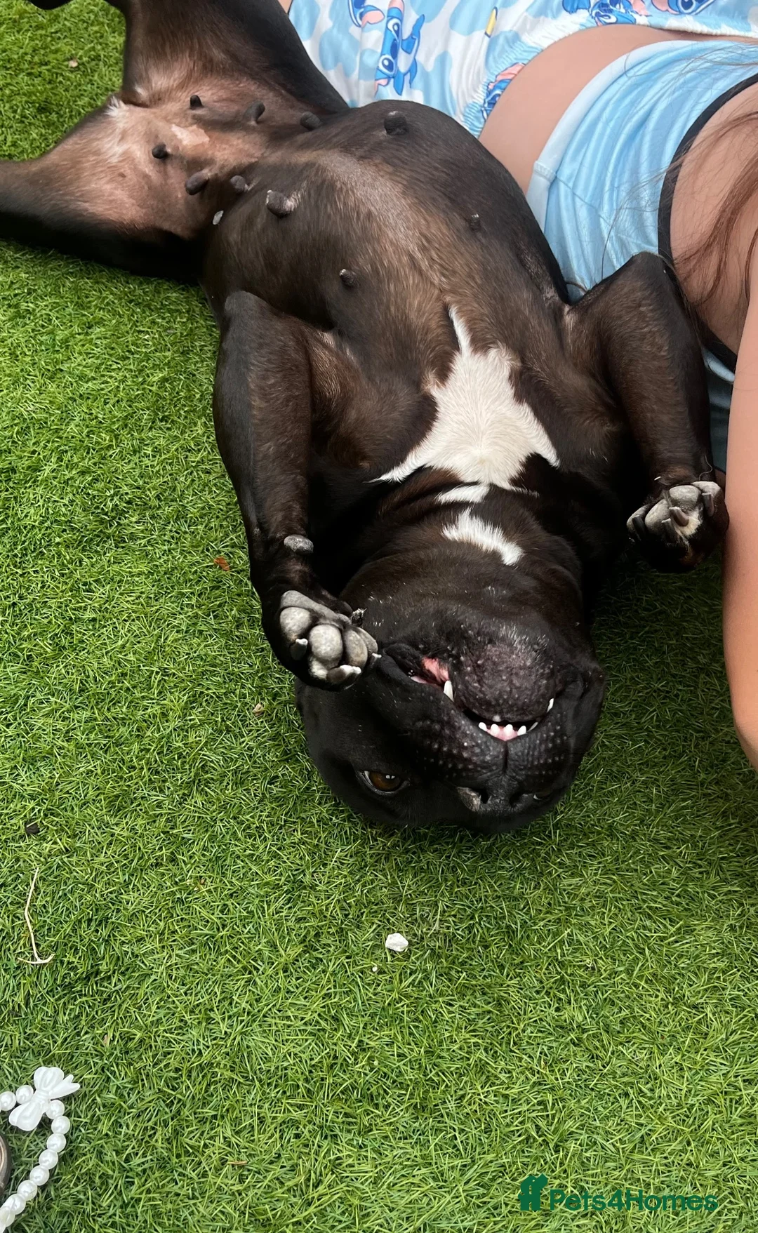 Staffordshire Bull Terrier dogs for sale: Kyla nearly 6 years old  - Advert 2