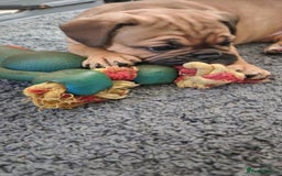Mixed Breed dogs for sale: Minibulls/frenchlish puppies for sale  - Image 1