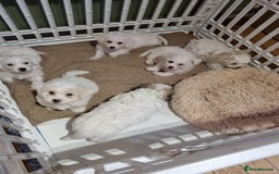 Zuchon dogs for sale: Bichon Frise puppy for sale  - Image 26