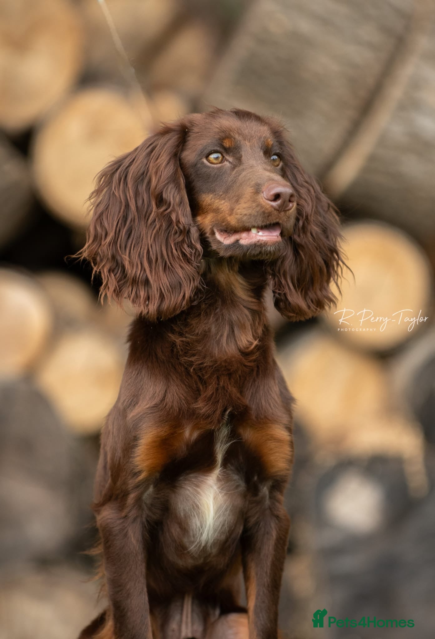 Cocker Spaniel dogs Kc registered proven stud  - Advert 18