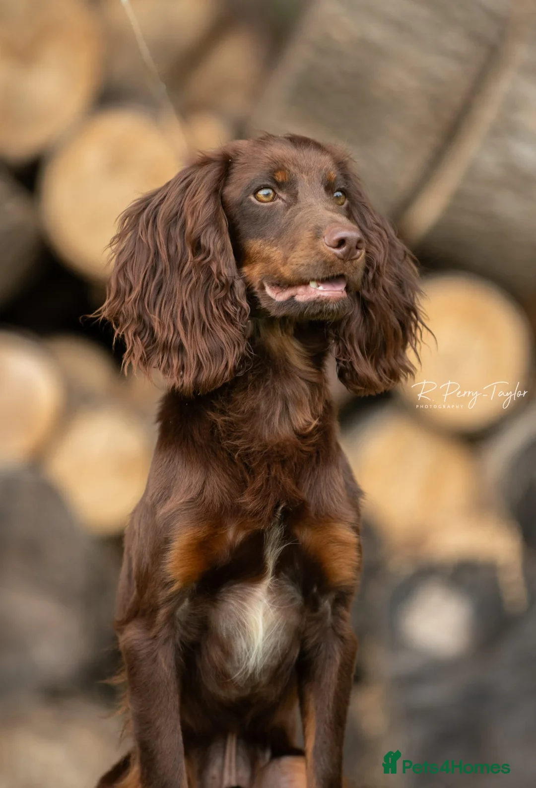 Cocker Spaniel dogs for stud: Kc registered proven stud  in Bristol - Advert 5