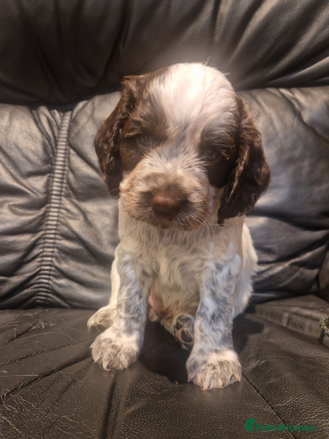 Cocker Spaniel dogs for sale: Stunning kc working cocker spaniels - Image 21