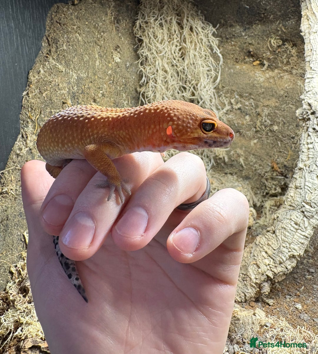 Leopard Gecko reptiles for sale: Leopard Gecko Blood Mandarin & Viv Exotic+  (3ft) - Advert 2