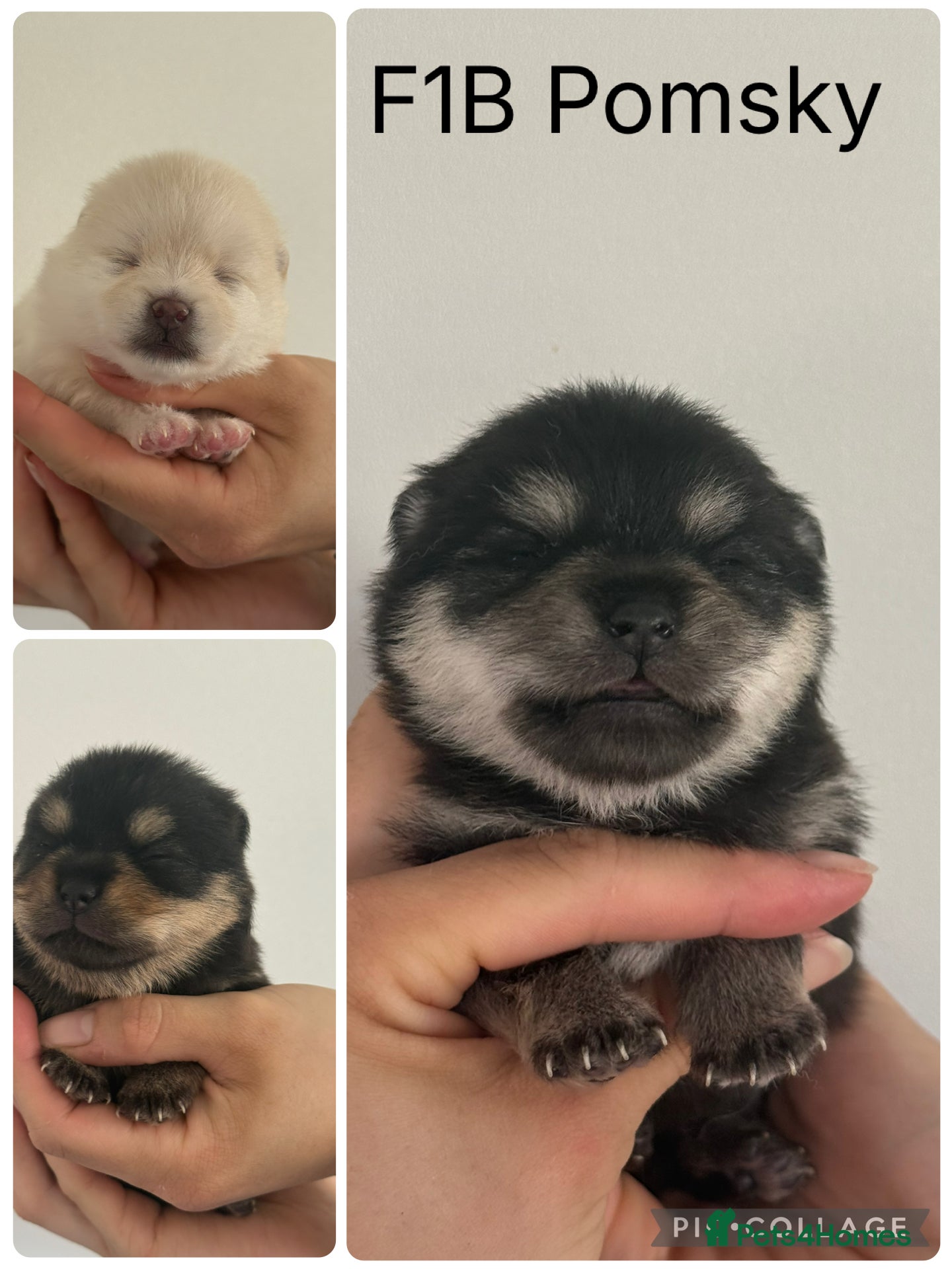 Pomsky dogs Stunning F1B Pomsky Girls - Advert 1