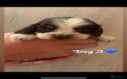 Cocker Spaniel dogs for sale: Cocker spaniel puppy’s  - Image 4