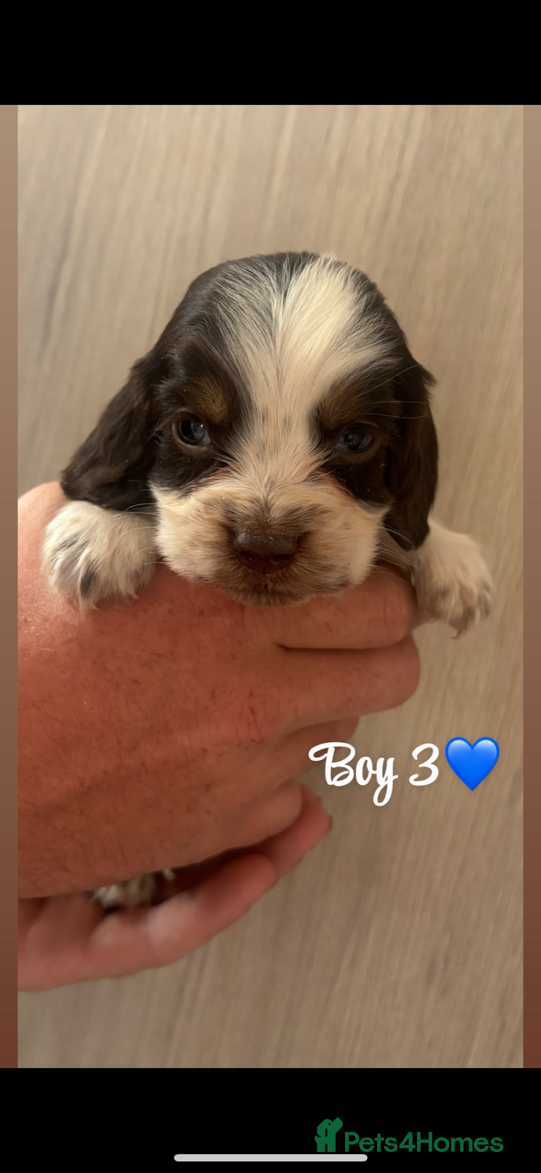 Cocker Spaniel dogs for sale: Cocker spaniel puppy’s  - Image 4