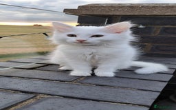 Norwegian Forest Cat cats for sale: Full Norwegian forest cat kittens - Image 11