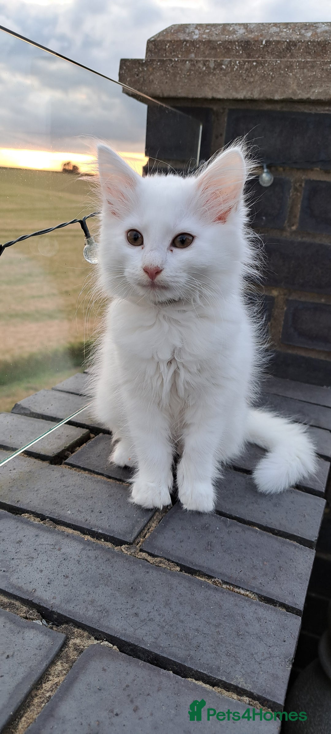 Norwegian Forest Cat cats for sale: Full Norwegian forest cat kittens - Image 11