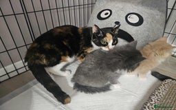 Mixed Breed cats for sale: 2 very big beautiful fluffy kittens - Image 9