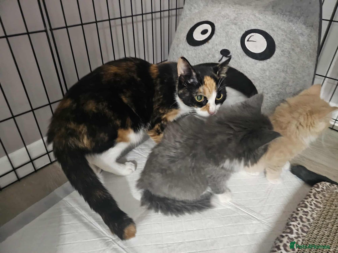 Mixed Breed cats for sale: 2 very big beautiful fluffy kittens - Image 9