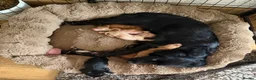 Cocker Spaniel dogs for sale: Gorgeous Cocker Spaniel puppies.  - Advert 40