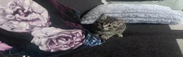British Shorthair cats for sale: Tabby British shorthair kittens  - Advert 7