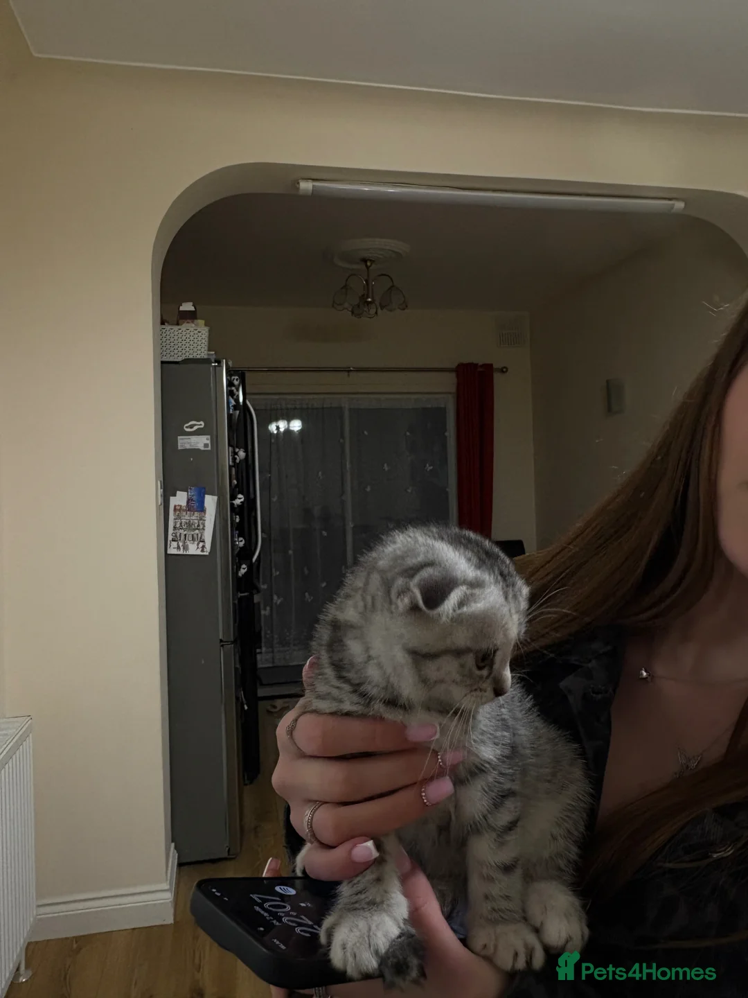 Scottish Fold cats for sale: a little Scottish Fold girl.💕 - Advert 4