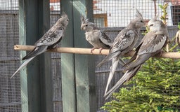 Cockatiels birds for sale: Stunning Young Silver Pearl Cockatiels For Sale - Image 3