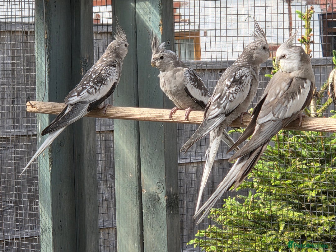 Cockatiels birds for sale: Stunning Young Silver Pearl Cockatiels For Sale - Image 3