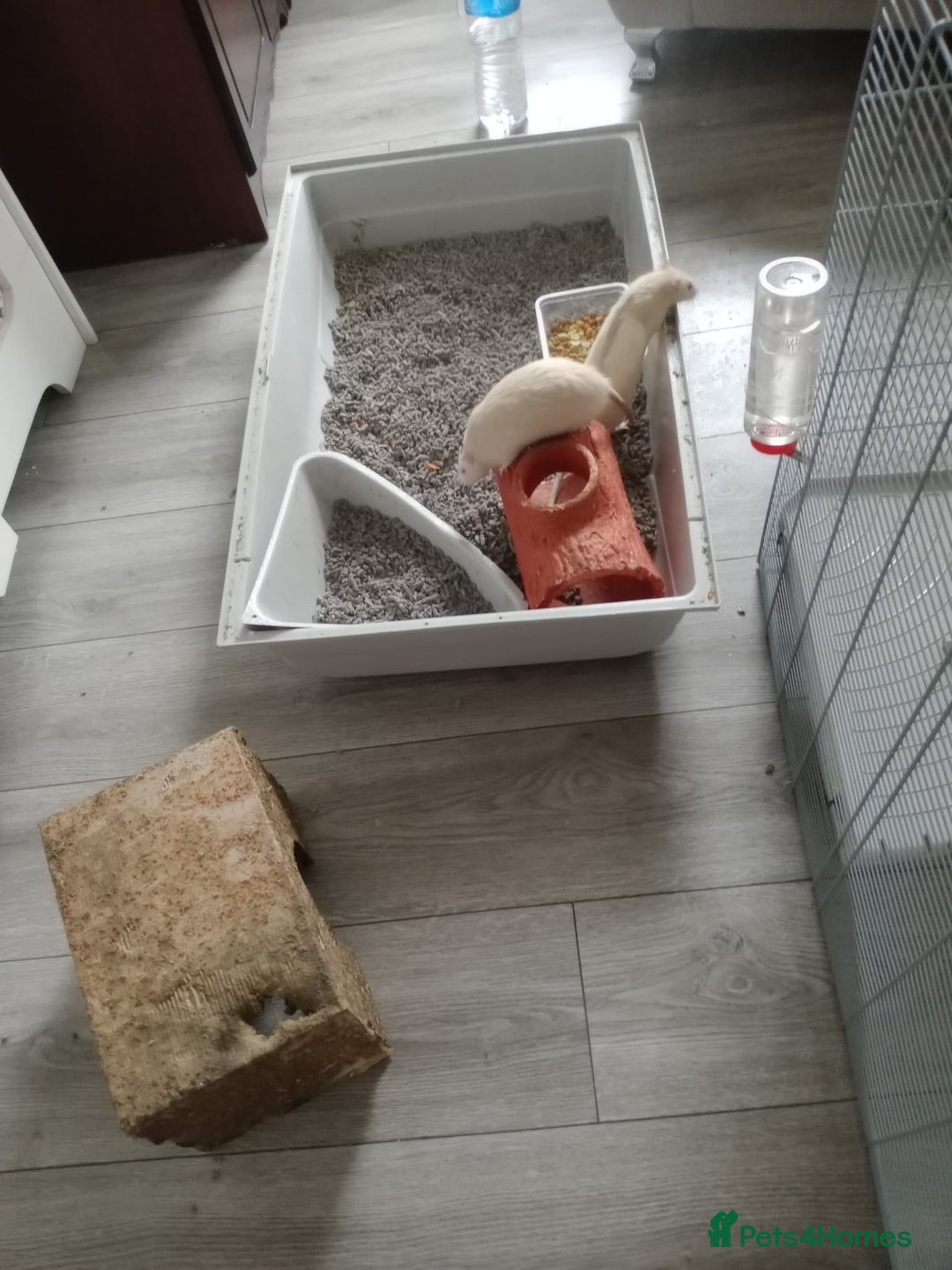 Rat rodents for sale: 3 male rats for sale  - Image 4