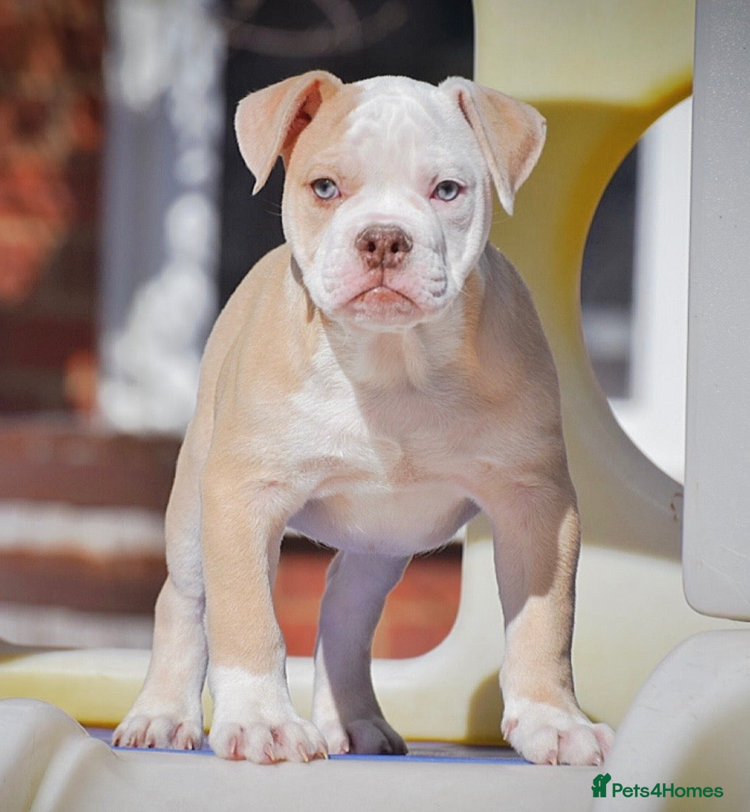 Old Tyme Bulldog dogs Trusted breeder of 24 years  - Advert 2