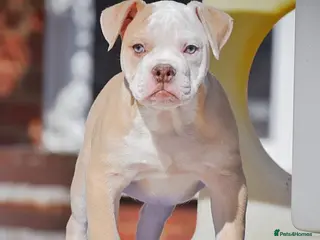 Old Tyme Bulldog dogs Trusted breeder of 24 years - Advert 2