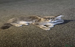 Maine Coon cats for sale: Twinny One and Two in Southend-on-Sea - Image 9