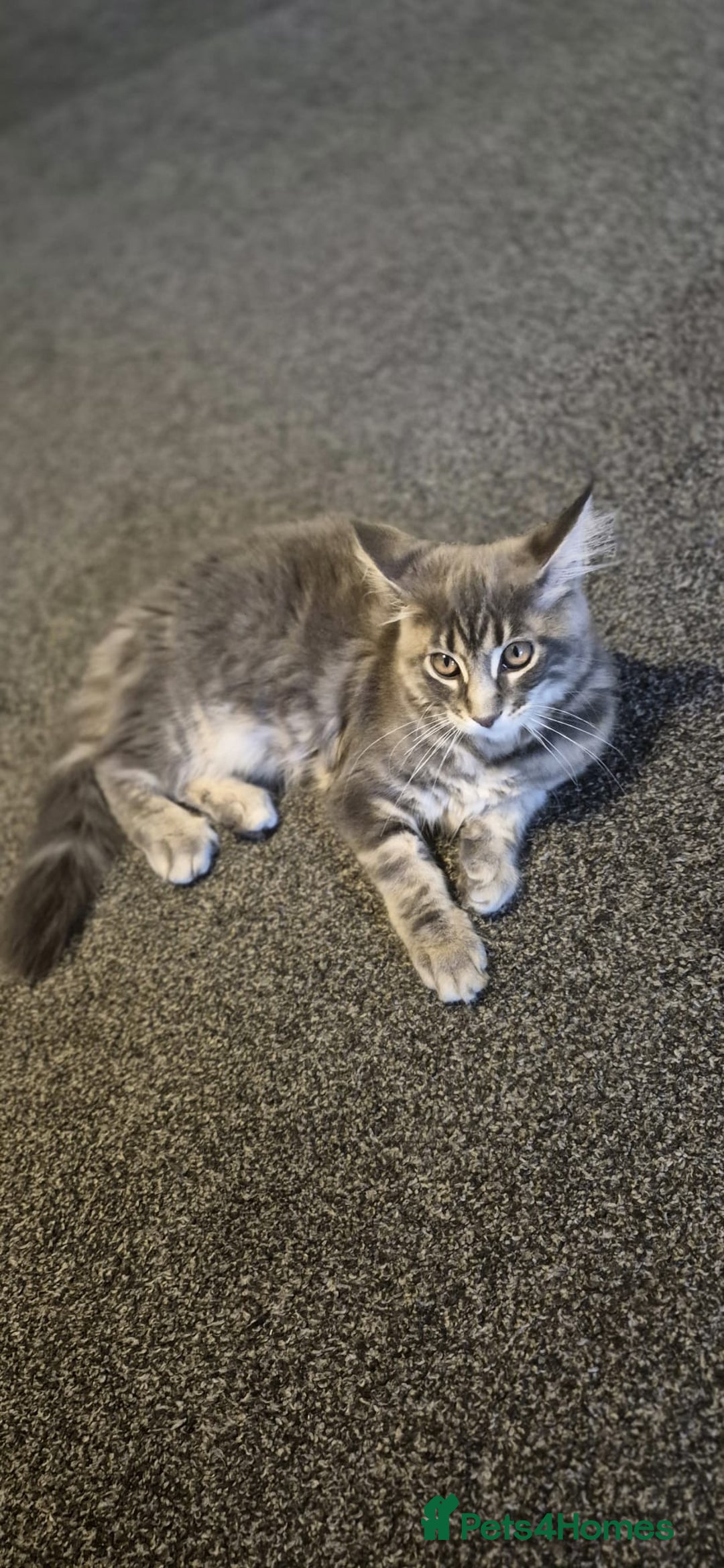 Maine Coon cats for sale: Twinny One and Two in Southend-on-Sea - Image 9