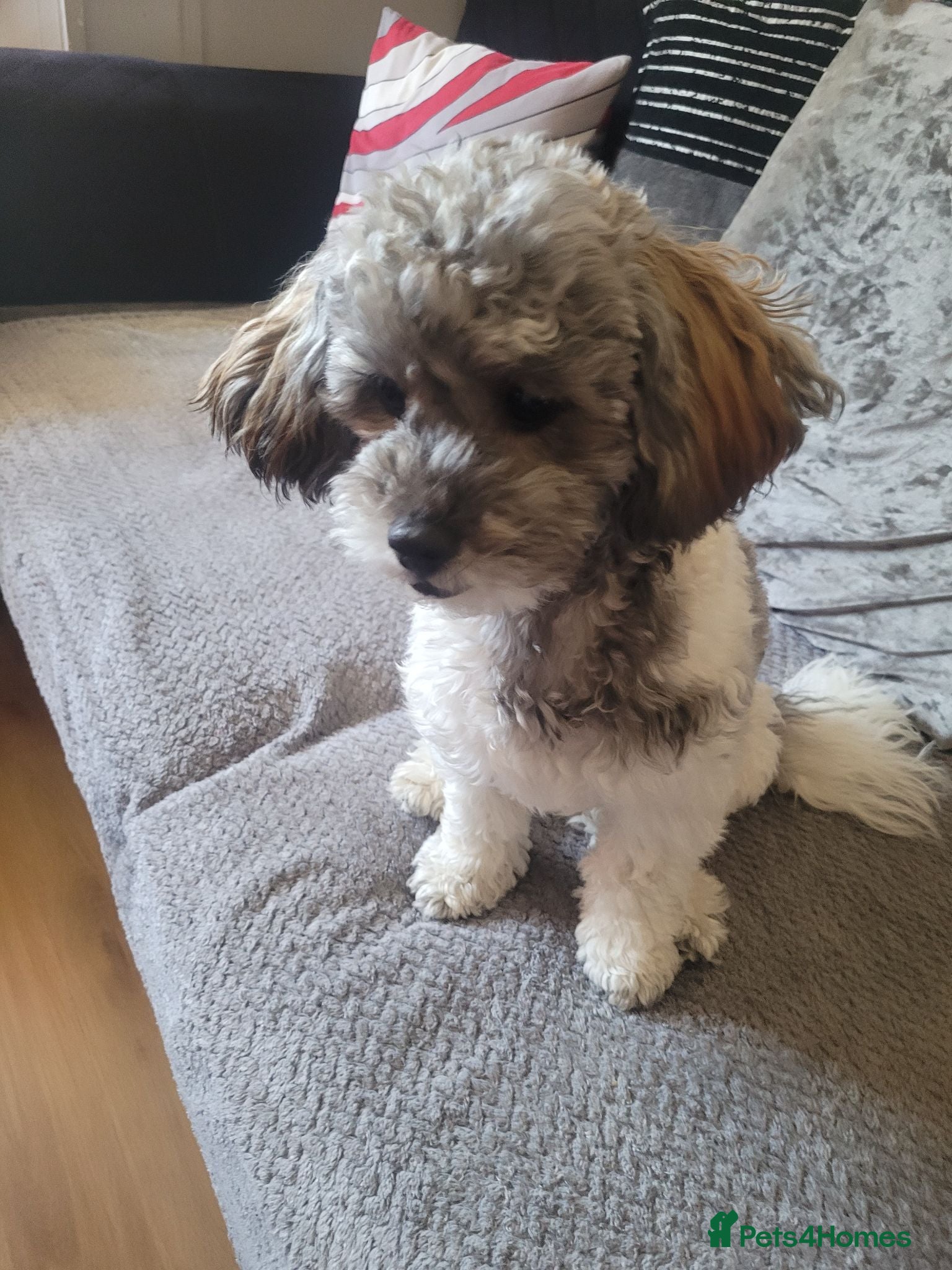 Shihpoo dogs 8 month old poodle  - Advert 11