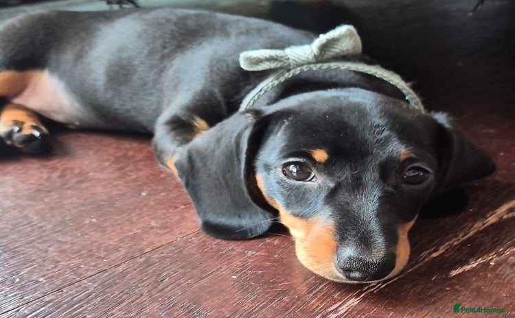 Miniature Dachshund dogs - Advert 12