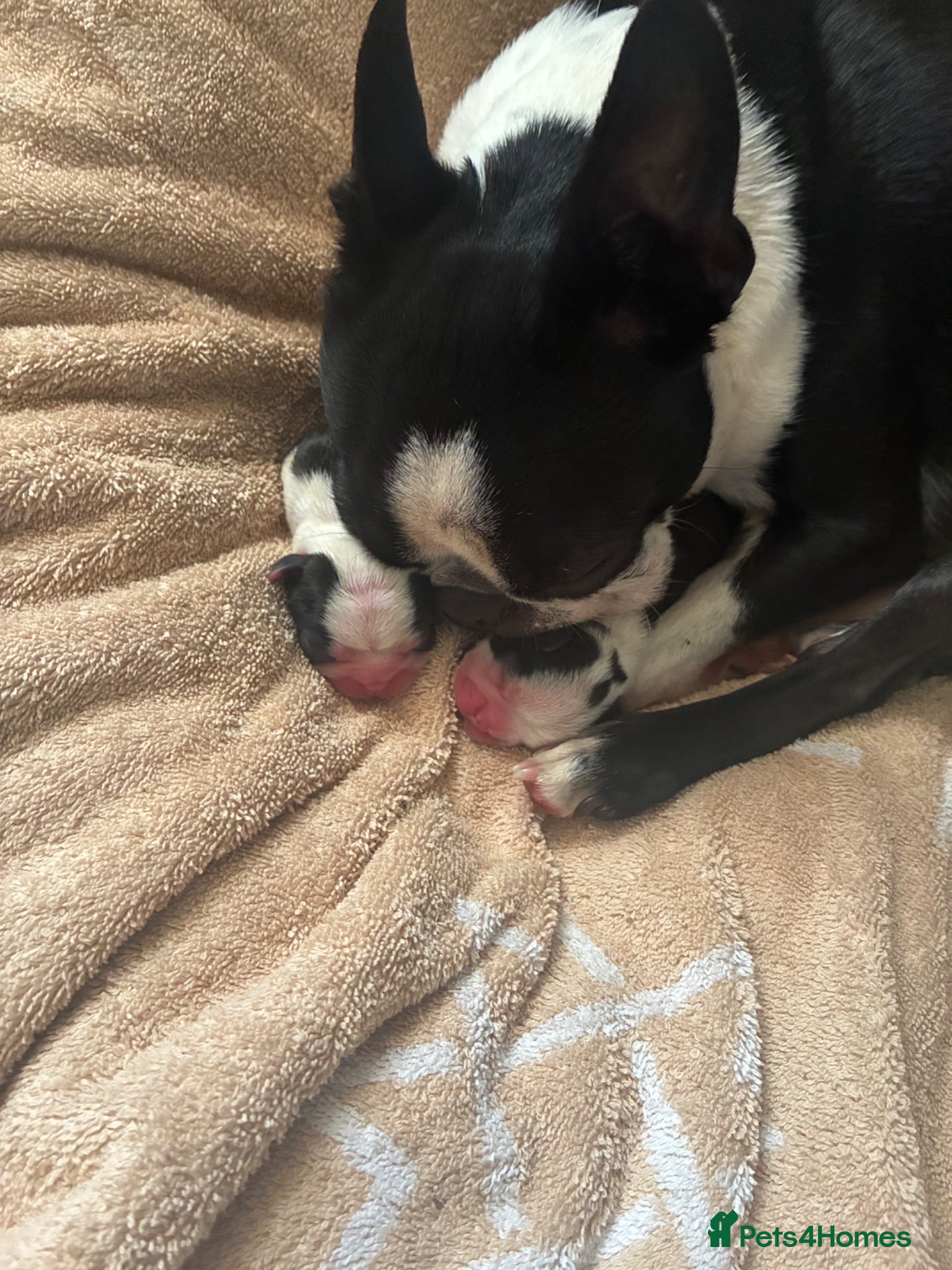 Boston Terrier dogs Boston for sale - Advert 1