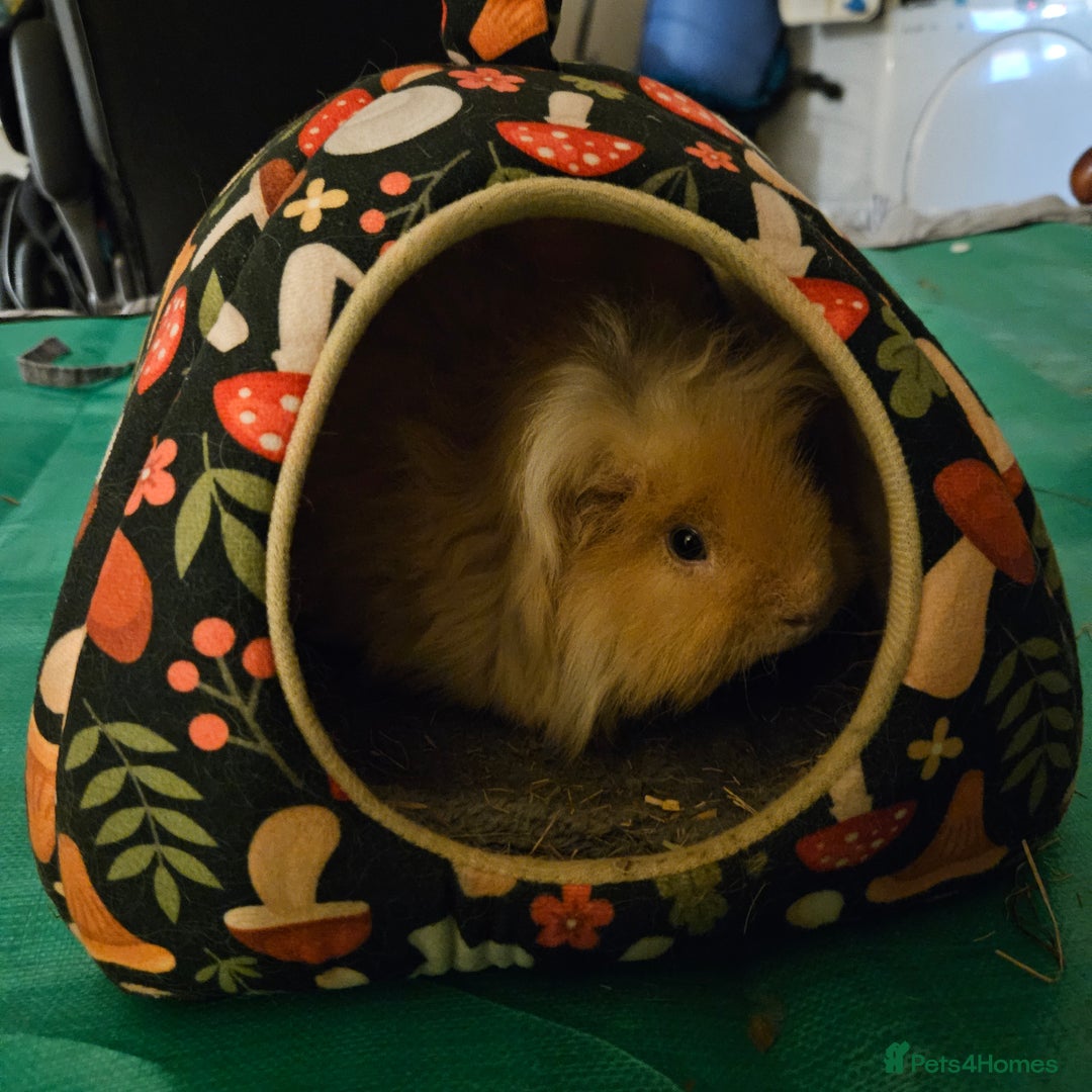 Guinea Pig rodents for sale: Two male guniea pigs for sale. - Image 4
