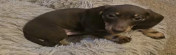 Miniature Dachshund dogs for sale: Mini dachshund male in Torquay - Advert 3