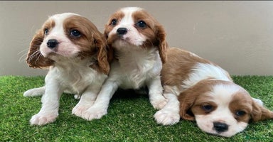 Cavalier King Charles Spaniel dogs - Advert 12
