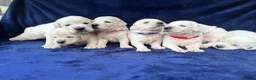 Golden Retriever dogs for sale: Stunning Cream, KC reg, health tested Puppies - Advert 27
