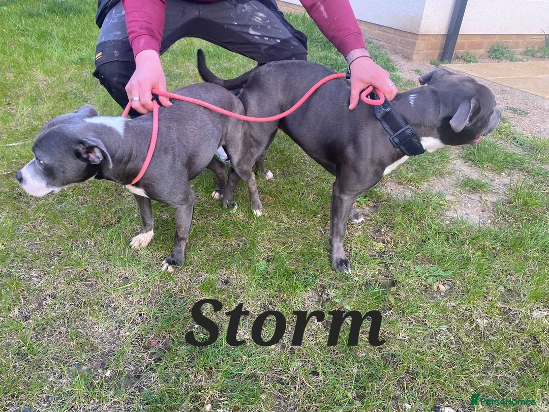 Staffordshire Bull Terrier dogs for stud: BLUE Proven 50+ litters, natural and artificial  in Erith - Advert 8