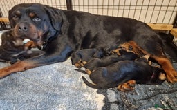 Rottweiler dogs for sale: BEAUTIFUL ROTTWEILER PUPPIES FULL KC SHOW QUALITY  - Advert 3