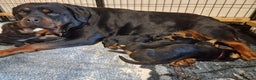 Rottweiler dogs for sale: BEAUTIFUL ROTTWEILER PUPPIES FULL KC SHOW QUALITY  - Advert 4