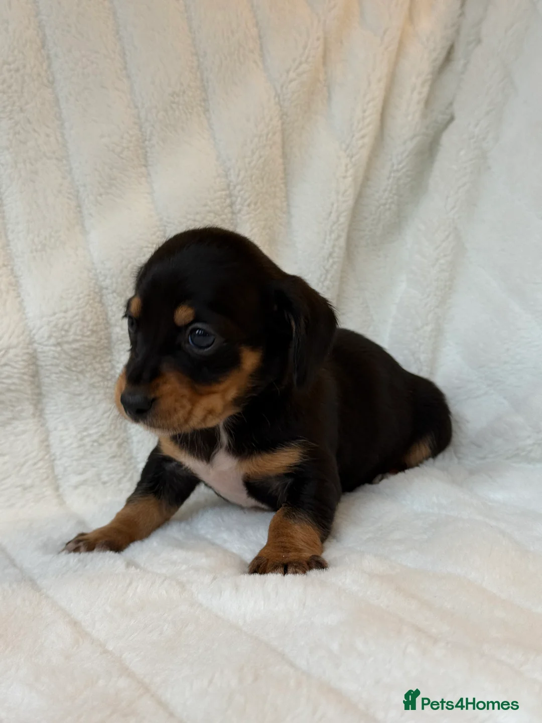 Miniature Dachshund dogs for sale: ⭐️MINATURE DACHSHUND PUPPIES⭐️ - Advert 3