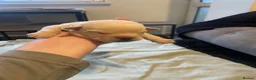 Mixed Breed dogs for sale: Frenchy X Cockapoo in Boston - Advert 8