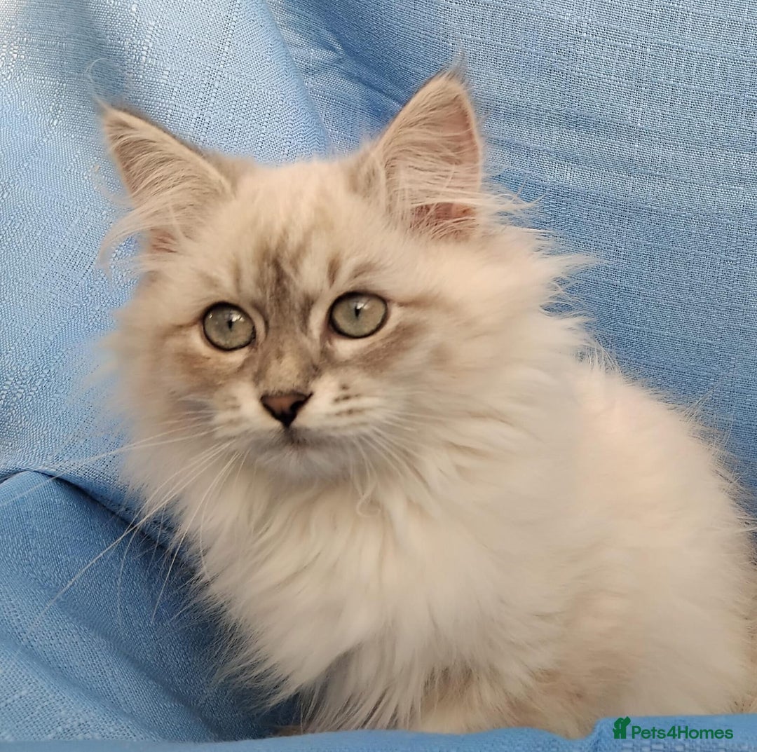 Siberian cats for sale: GCCF Registered Pure Siberian kittens For Sale.   - Image 19