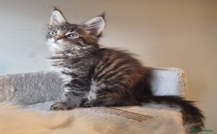 Maine Coon cats TICA REG.  Amazing kittens  - Advert 2