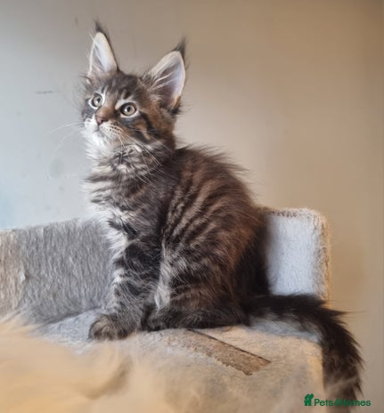 Maine Coon cats TICA REG. Amazing kittens - Advert 2