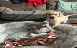 Labrador Retriever dogs for sale: Gorgeous, chunky pedigree Labrador puppy - Advert 27