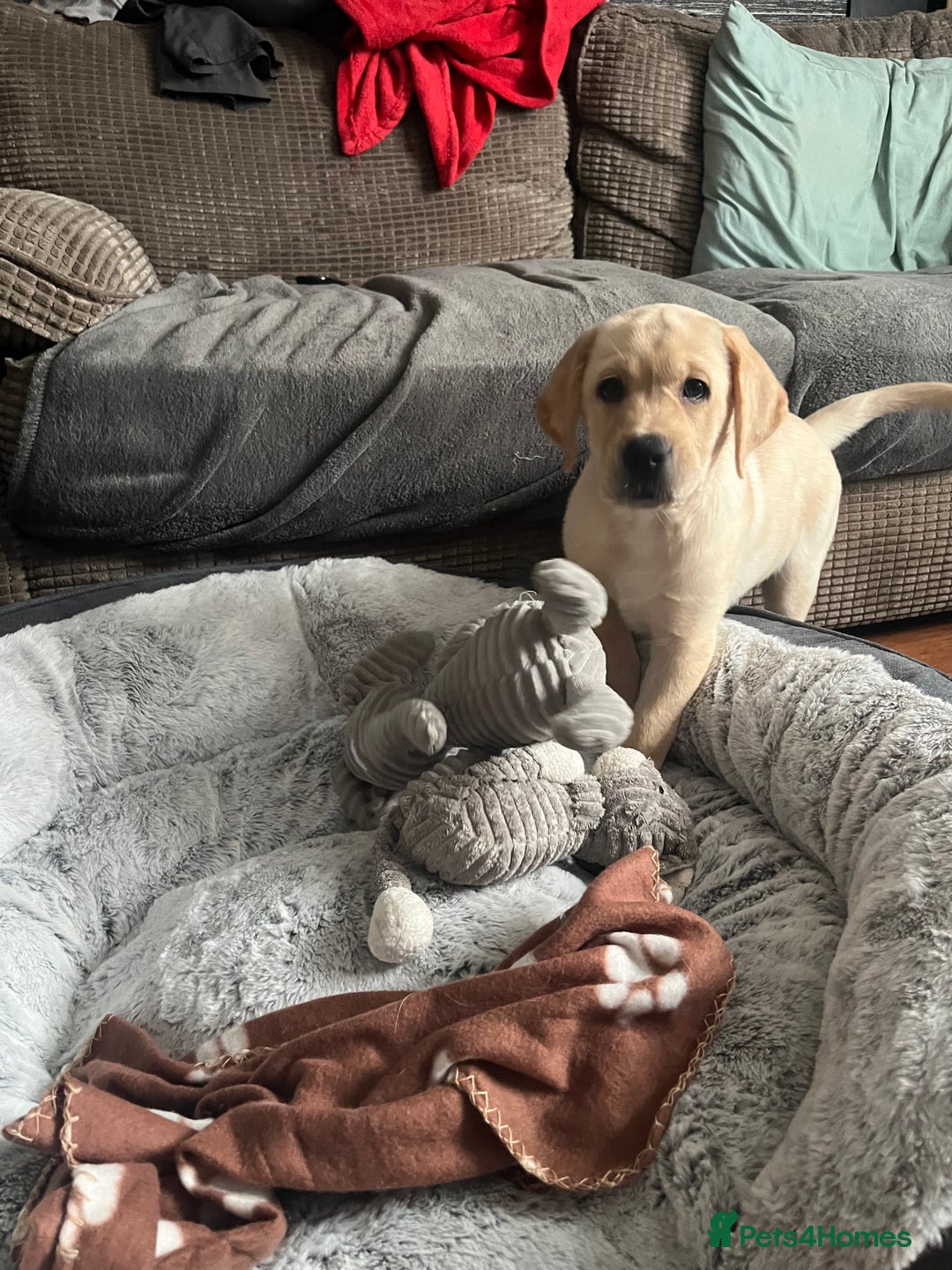 Labrador Retriever dogs for sale: Gorgeous, chunky pedigree Labrador puppy - Advert 27