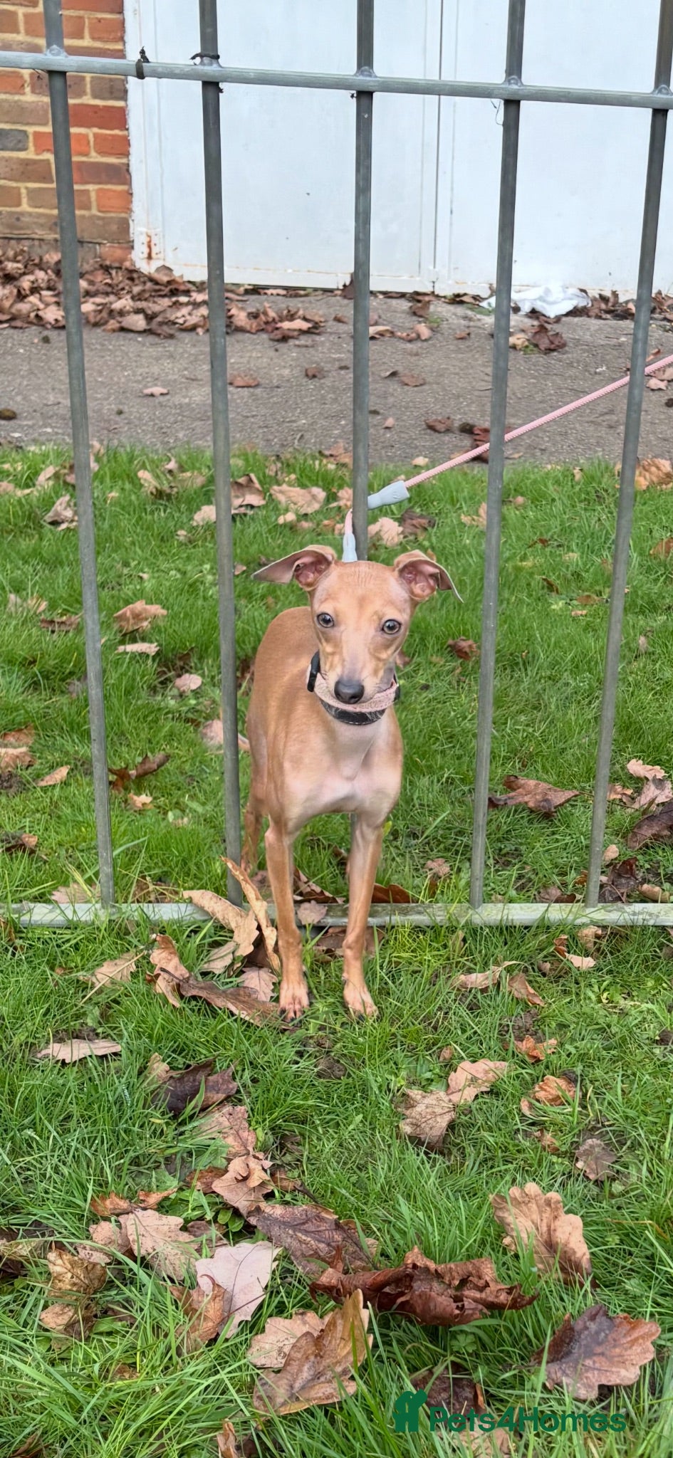 Italian Greyhound dogs Outstanding Italian Greyhound Puppies - Advert 15
